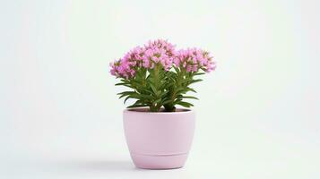 Photo of Valerian flower in pot isolated on white background. Generative AI