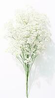 Photo of beautiful Baby's Breath flower isolated on white background. Generative AI