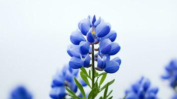 Photo of beautiful Bluebonnet flower isolated on white background. Generative AI