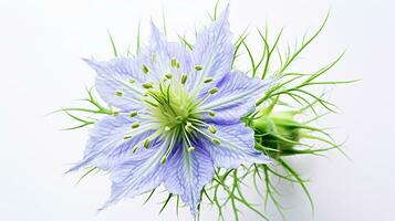 Photo of beautiful Love-in-a-Mist flower isolated on white background. Generative AI