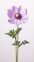 Photo of beautiful Anemone flower isolated on white background. Generative AI