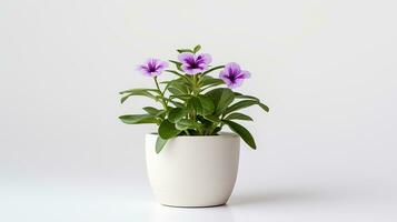 Photo of Verbena flower in pot isolated on white background. Generative AI