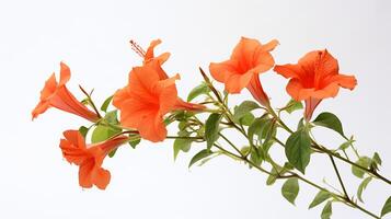 Photo of beautiful Trumpet Vine flower isolated on white background. Generative AI