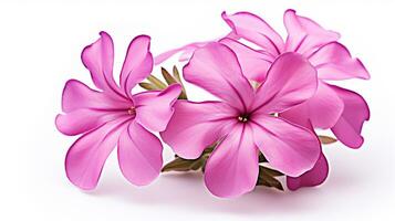 Photo of beautiful Phlox flower isolated on white background. Generative AI