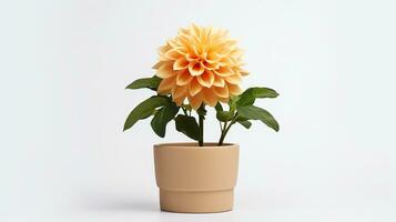 Photo of Dahlia flower in pot isolated on white background. Generative AI