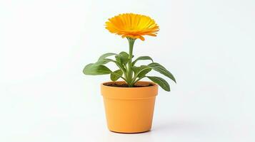 Photo of Calendula flower in pot isolated on white background. Generative AI