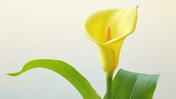 foto de hermosa zantedeschia calla flor aislado en blanco antecedentes. generativo ai