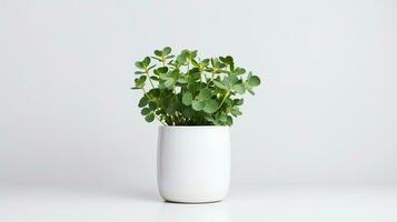 Photo of White Clover flower in pot isolated on white background. Generative AI