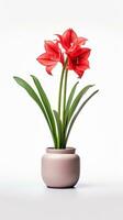 Photo of Amaryllis flower in pot isolated on white background. Generative AI