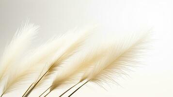 Photo of beautiful Feather Reed Grass flower isolated on white background. Generative AI