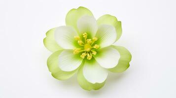 Photo of beautiful Chrysopsis flower isolated on white background. Generative AI