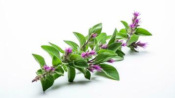 Photo of beautiful Bishop's Weed flower isolated on white background. Generative AI