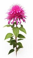 Photo of beautiful Bee Balm flower isolated on white background. Generative AI