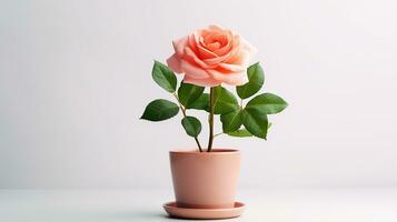 Photo of Rose flower in pot isolated on white background. Generative AI