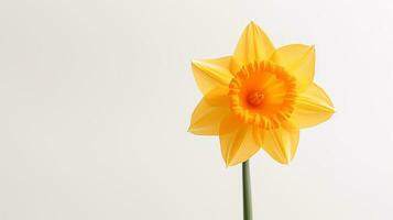 Photo of beautiful Daffodil flower isolated on white background. Generative AI