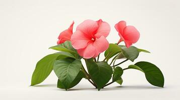 Photo of beautiful Impatiens flower isolated on white background. Generative AI