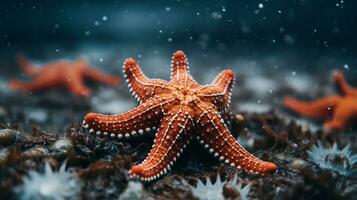 Wildlife photography of Photo of Starfish. Generative AI