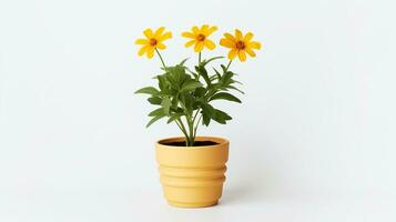 foto de coreopsis flor en maceta aislado en blanco antecedentes. generativo ai