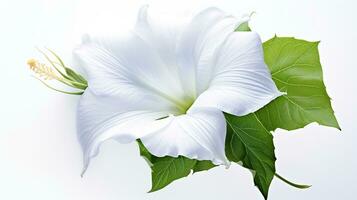 Photo of beautiful Moonflower isolated on white background. Generative AI