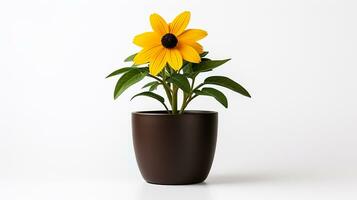 Photo of Black-Eyed Susan flower in pot isolated on white background. Generative AI