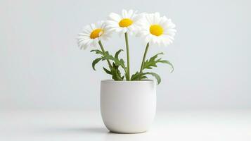Photo of Shasta Daisy flower in pot isolated on white background. Generative AI