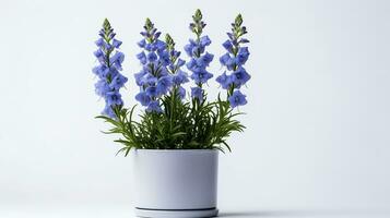 Photo of Delphinium flower in pot isolated on white background. Generative AI