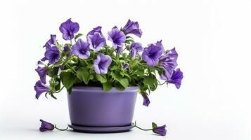 Photo of Canterbury Bells flower in pot isolated on white background. Generative AI