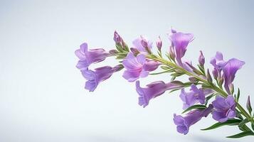 Photo of beautiful Penstemon flower isolated on white background. Generative AI