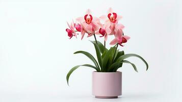 Photo of Cymbidium Orchid flower in pot isolated on white background. Generative AI