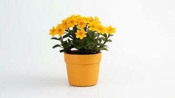 Photo of Wallflower in pot isolated on white background. Generative AI
