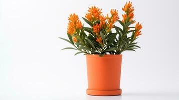 Photo of Butterfly Weed flower in pot isolated on white background. Generative AI