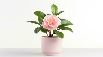 Photo of Camellia flower in pot isolated on white background. Generative AI