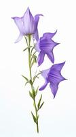 Photo of beautiful Bellflower isolated on white background. Generative AI