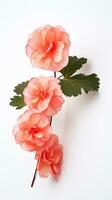 Photo of beautiful Begonia flower isolated on white background. Generative AI