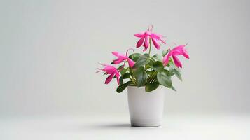 Photo of Fuchsia flower in pot isolated on white background. Generative AI