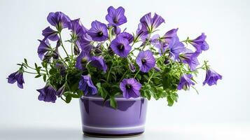 Photo of Canterbury Bells flower in pot isolated on white background. Generative AI