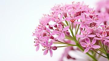 foto de hermosa valeriana flor aislado en blanco antecedentes. generativo ai
