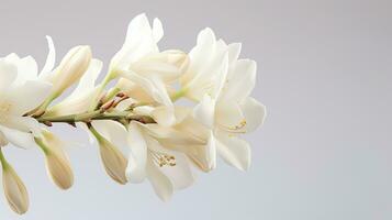 foto de hermosa yuca flor aislado en blanco antecedentes. generativo ai