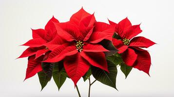 Photo of beautiful Poinsettia flower isolated on white background. Generative AI