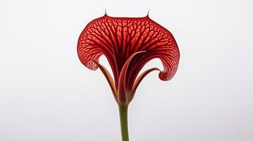 Photo of beautiful Jack-in-the-pulpit flower isolated on white background. Generative AI