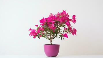 Photo of Bougainvillea flower in pot isolated on white background. Generative AI