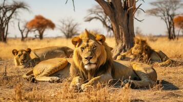 Photo of a herd of Lion resting in an open area on the Savanna. Generative AI