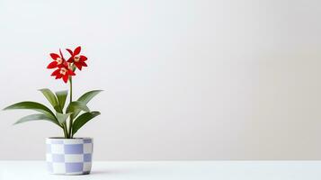 Photo of Harlequin flower in pot isolated on white background. Generative AI