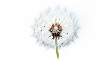 Photo of beautiful Dandelion flower isolated on white background. Generative AI