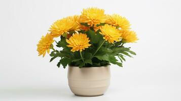 Photo of Mums flower in pot isolated on white background. Generative AI