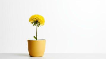 Photo of Dandelion flower in pot isolated on white background. Generative AI