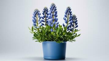 Photo of Bluebonnet flower in pot isolated on white background. Generative AI