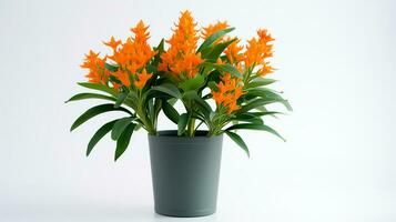 Photo of Butterfly Weed flower in pot isolated on white background. Generative AI