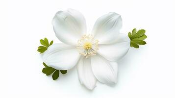 Photo of beautiful Wood Anemone flower isolated on white background. Generative AI