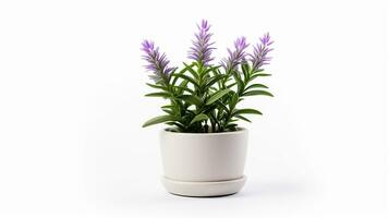 Photo of Bishops Weed flower in pot isolated on white background. Generative AI